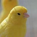 Song of the Canary APK