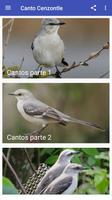 Canto Cenzontle plakat