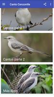Canto Cenzontle screenshot 3