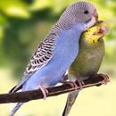 The budgerigar APK