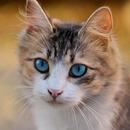 Imágenes de gatos APK