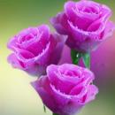 Flores para mamá APK