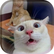 Icona CAT wallpap