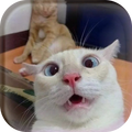 CAT wallpap