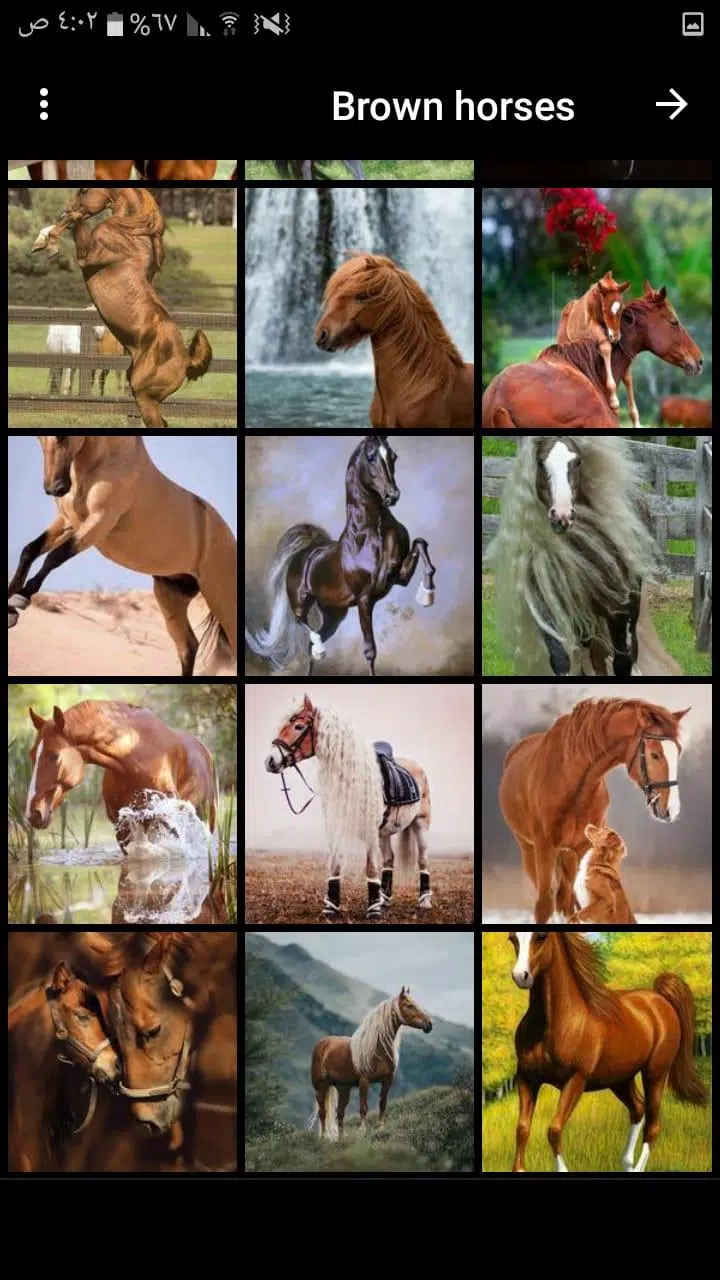 beautiful horse wallpapers