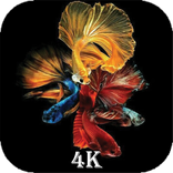 Fish Wallpaper 4K-HD