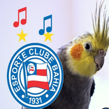 Hino do Bahia para Calopsita