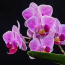 Orquídeas de colección APK