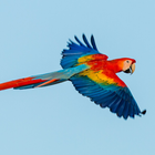 parrot sounds icon