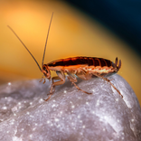 cockroach