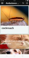 cockroach постер