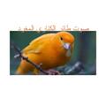 صوت طائر الكناري المغرد