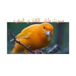 صوت طائر الكناري المغرد