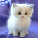 cat wallpaper APK