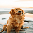 dog wallpaper APK