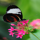 butterfly wallpaper APK