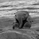 elephant wallpaper APK