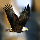 eagle wallpaper APK