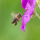 bee APK