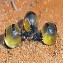TYPES OF ANTS APK