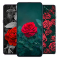 Rose Wallpapers 2021 | 4K
