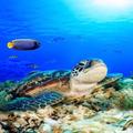 Ocean Wallpapers and backgrounds