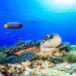 Ocean Wallpapers and backgrounds