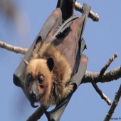 سم الخفافيش يحوي مادة فعالة لعلاج السكتة الدماغية icon