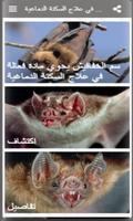 Poster سم الخفافيش يحوي مادة فعالة لعلاج السكتة الدماغية