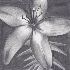 Charcoal Drawing APK download