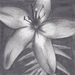 Charcoal Drawing 图标