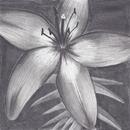 Charcoal Drawing APK