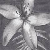 Charcoal Drawing আইকন