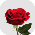WAstickerApps Fleurs Des autoc