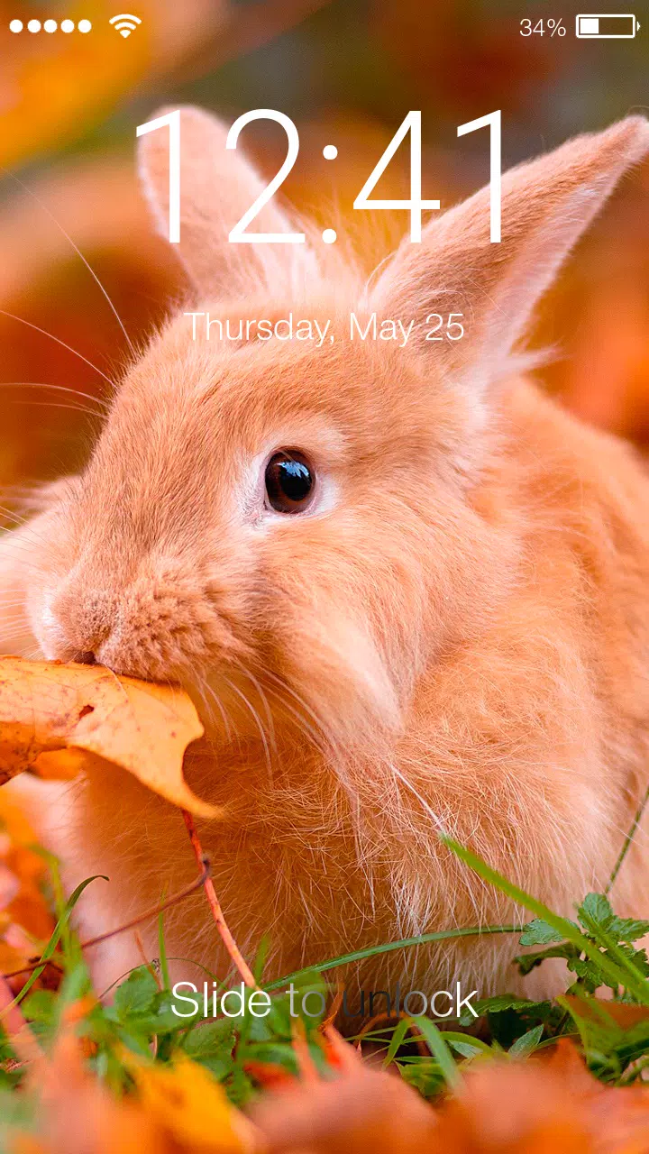 Bunny Cute Rabbit Wallpaper Li APK for Android Download