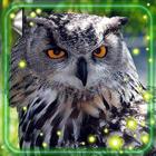Owls Live Wallpaper 아이콘