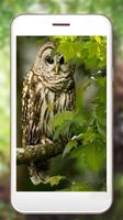 Owls Live Wallpaper 스크린샷 3