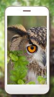 Owls Live Wallpaper 스크린샷 1