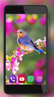 Birdies Spring plakat