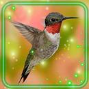 Colibri HD Live Wallpaper APK