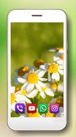Daisy Nature 포스터