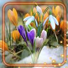Early Spring Day アイコン