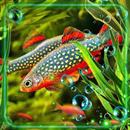 Fish Aquarium Live Wallpaper APK