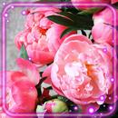 Flowers Peons Live Wallpaper APK