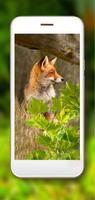 Fox HD Wallpaper Ekran Görüntüsü 1