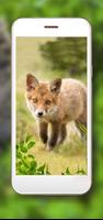 Fox HD Wallpaper Ekran Görüntüsü 3