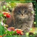 Kittens and Flowers APK