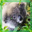 Koala Bear