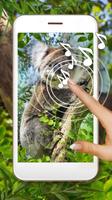 Poster Koala Bear