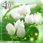 Lilies Valley Flowers icon